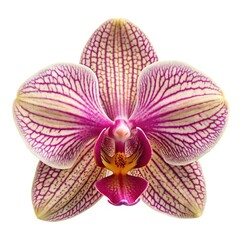 Fototapeta premium Striking Purple and White Striped Orchid Blossom Isolated on a Clean White Background
