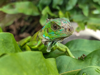 A juvenile green iguana walks along a green leafy tree branch, with a natural blur background.