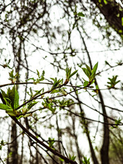 Fototapeta premium Spring Nature Background with Sunlight and Green Budding Branches in Soft Focus