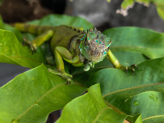 A juvenile green iguana walks along a green leafy tree branch, with a natural blur background.