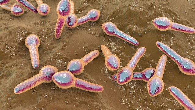 Clostridium botulinum, 3D illustration. Bacterium producing botulinum toxin, leading to botulism with flaccid paralysis and respiratory failure.