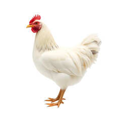 Fototapeta premium Proud Hen's Pose: A majestic hen stands tall, radiating health and vitality. It showcases a beautiful, clean, and pristine appearance. 