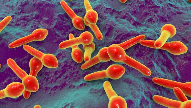 Clostridium botulinum, 3D illustration. Bacterium producing botulinum toxin, leading to botulism with flaccid paralysis and respiratory failure.