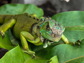 A juvenile green iguana walks along a green leafy tree branch, with a natural blur background.