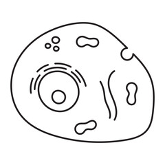 eucaryotic