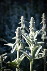 Lamb's ear (stachys byzantina or wooly hedgenettle) plant close up