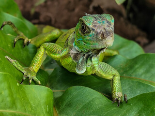 A juvenile green iguana walks along a green leafy tree branch, with a natural blur background.