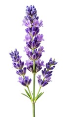 Naklejka premium Aromatic Lavender Flower Blossom on a White Background, High Resolution CloseUp