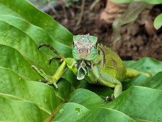 A juvenile green iguana walks along a green leafy tree branch, with a natural blur background.