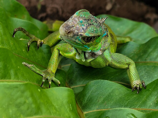 A juvenile green iguana walks along a green leafy tree branch, with a natural blur background.