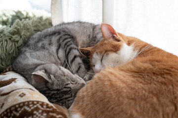 Naklejka premium 窓辺で眠る二匹の猫