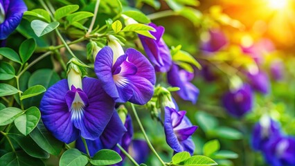 Vibrant close-up of butterfly pea flowers , bloom , floral background,  bloom