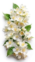 Fototapeta premium Elegant cascading arrangement of white jasmine blossoms with vibrant green leaves