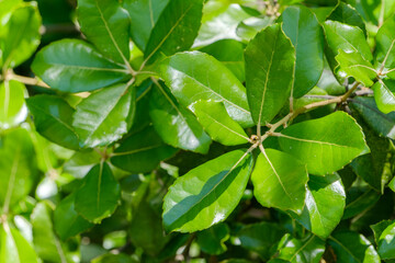 光沢ある緑の葉群のクローズアップ