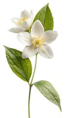 Delicate Jasmine Blossoms in Full Bloom with Verdant Leaves on White