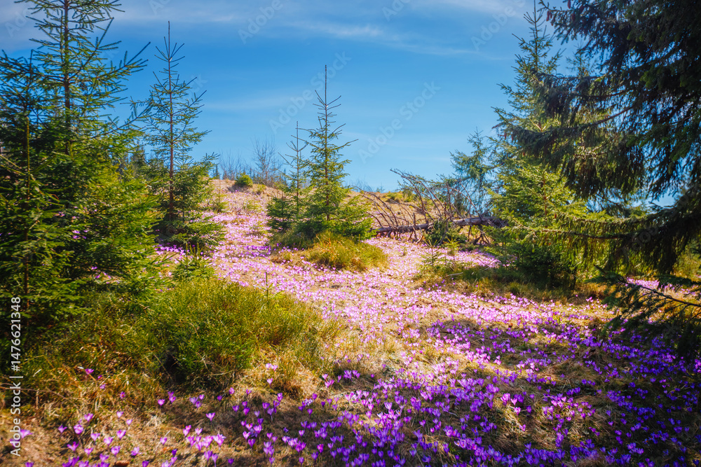 Poster Colorful crocuses bloom under a bright blue sky amidst spruce trees in a tranquil forest setting in springtime.