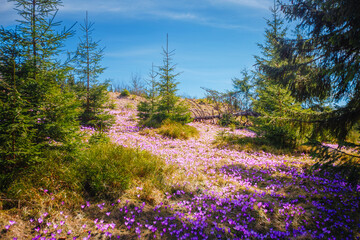 Colorful crocuses bloom under a bright blue sky amidst spruce trees in a tranquil forest setting in...