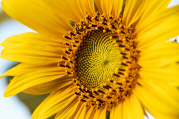 beautiful yellow petals of vibrant sunflower blooming, close up at sunflower pollen