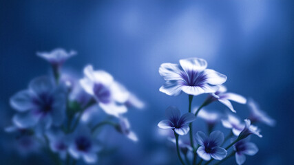 Delicate blue blossom floral arrangement.