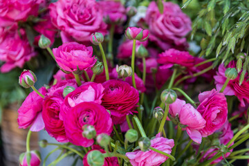 A vibrant bunch of pink Ranunculus flowers is displayed at a flower stall in London, England.