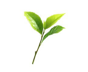 Fresh green leaves on a natural stem for design and decoration