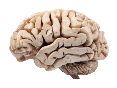 Human brain model for educational purposes and anatomical study
