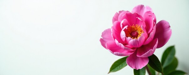 Fototapeta premium Single peony on white background with subtle lighting, petal, leafy greens, solo flower