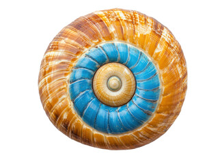 Obraz premium Beautiful spiral seashell with vibrant colors and unique patterns
