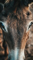 Close up of a donkey's face showing the texture of its fur and the detail in its eyes in natural light
