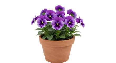 Pansies blossoming in terracotta container