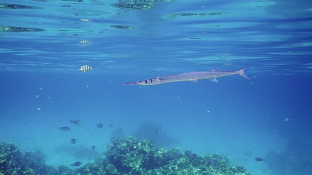 Close up of Sea pike swims slowly over coral reef in sunbeams, slow motion. Needlefish or Garfish floats in blue water above reef in sunlight