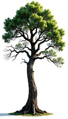 Tall tree with gnarled branches against a bright white background, wood, foliage, branch