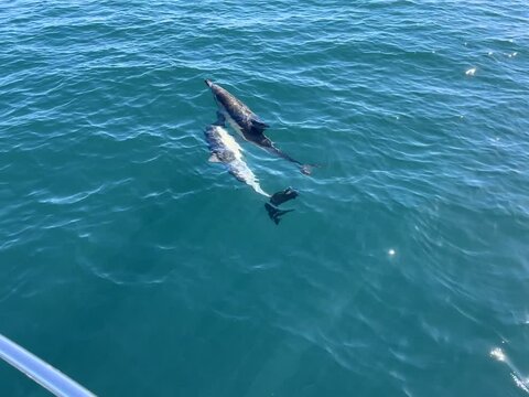 Dolphins swimming along in the mediterranean sea