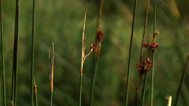Juncus effusus with wetland plants, and sunset.