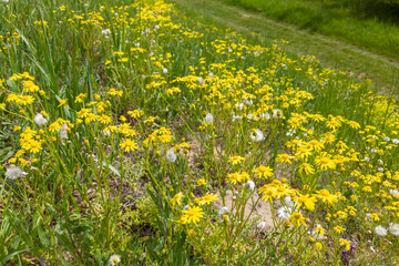 Eastern groundsel (Senecio vernalis) flowers blossoming in a sunny day springtime.