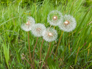 Dandelions with their white, fluffy seed heads, surrounded by green grass.
