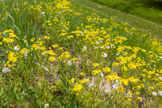Eastern groundsel (Senecio vernalis) flowers blossoming in a sunny day springtime.