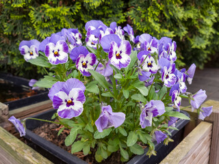 A cluster of purple and white pansy flowers blooming rectangular planter box.
