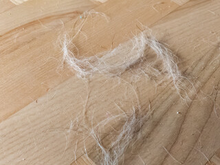 A collection of loose, white animal hair scattered on a light-colored wooden floor.