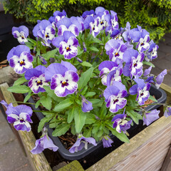 A cluster of purple and white pansy flowers blooming rectangular planter box.