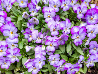 A dense cluster of light purple and white pansy flowers with yellow centers, surrounded by green...