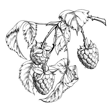 Raspberry leaves berries hanging on thorny spiked branch vector ink hand drawn. Ripe dewberry mulberry loganberry. Isolated botanical illustration. Home preserves cookbook, grocery store, closeup card