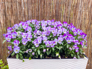 A white rectangular planter box overflowing with vibrant purple and white pansy flowers in full bloom, set against a bamboo fence.