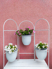 Three white, hanging planters containing pink and white Calibrachoa , popularly known as "Million Bells" flowers, mounted on a white metal stand against a textured pink wall.