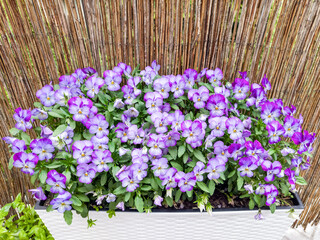 A white rectangular planter box overflowing with vibrant purple and white pansy flowers in full bloom, set against a bamboo fence.