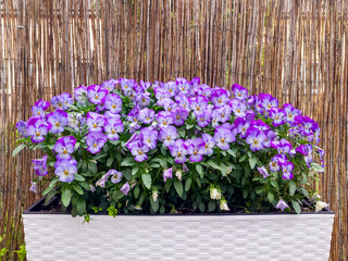 A white rectangular planter box overflowing with vibrant purple and white pansy flowers in full bloom, set against a bamboo fence.
