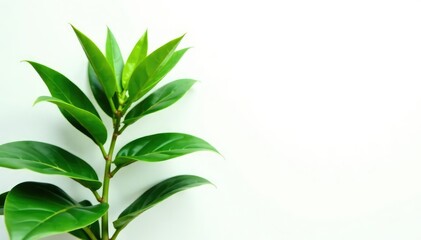 Fototapeta premium Large isolated plant against white backdrop for emphasis, foliage, botanical