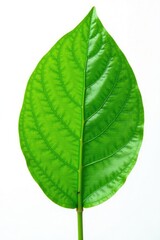 Obraz premium Single leaf with intricate veins on white background, plant, botanical, isolated