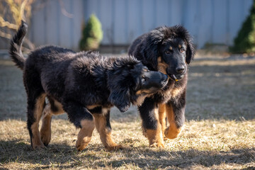 A cheerful Hovawart puppy runs and plays. The dog is having fun