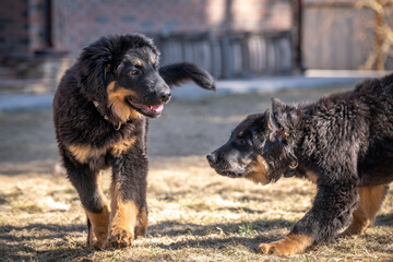Fototapeta premium A cheerful Hovawart puppy runs and plays. The dog is having fun